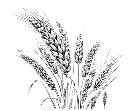 Drawing Of Wheat