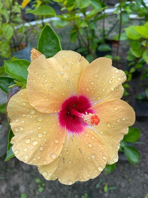 Buy Flower Plants Online @Best Price in India – PlantsKingdom