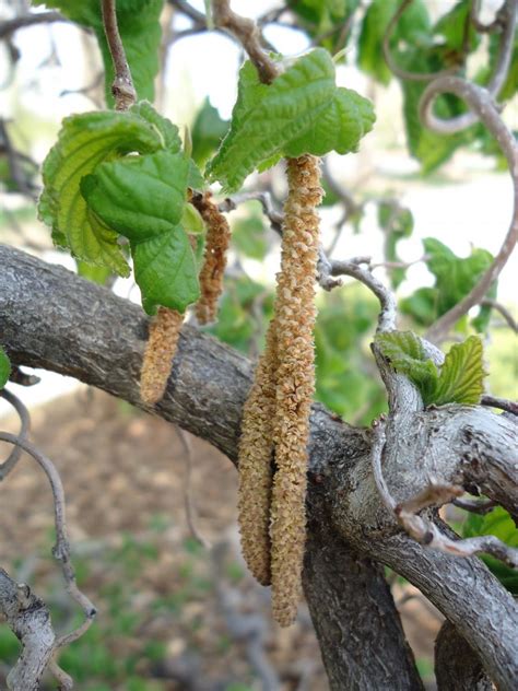 Pruning a Contorted Filbert Tree 的图像结果