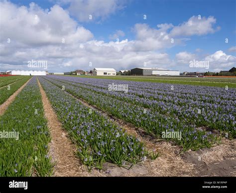 Bulk Bulbs Netherlands at Carolann Ness blog