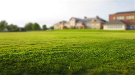Outdoors: What are the pros and cons of artificial grass ...