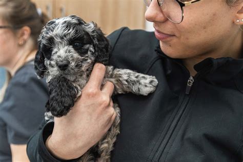 Hamlin Animal Hospital: Expert Fracture and Dislocation Surgery for Pets