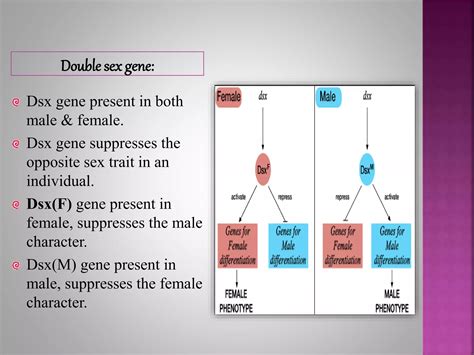 Genic balance theory of bridges gynandromorphs | PPTX
