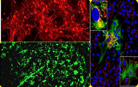 Index [www.iiserkol.ac.in]