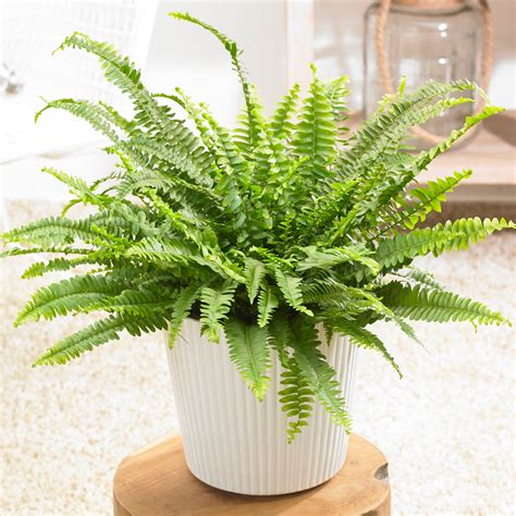 1 x Nephrolepis Boston Fern Stunning Bushy Indoor Plant 25-35cm with ...