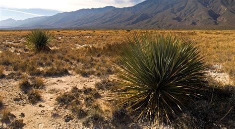 New Mexico Prairie And Desert Grasslands