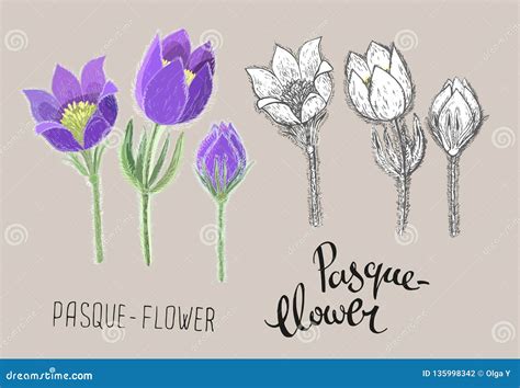 Pasque Flower Drawing