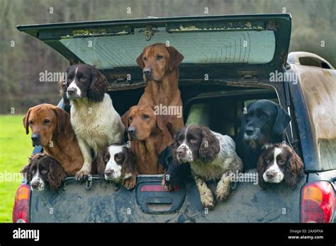 Image result for Working Cockapoo Gun Dog