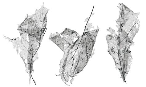 Image result for Entropy Cartoon