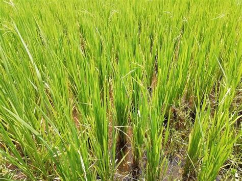 Krabiwarachai (Pak Nam) - 2022 What to Know Before You Go (with Photos ...