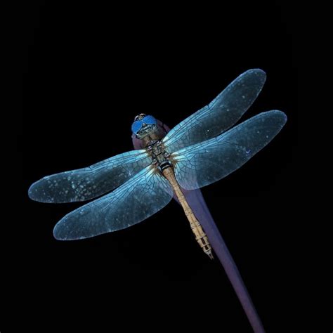 The Meaning of Dragonfly In The Bible - Bible Wings