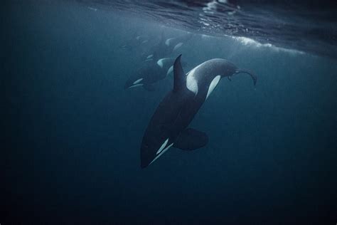 Orca 2025: Incredible Facts, Habitat, Diet & More