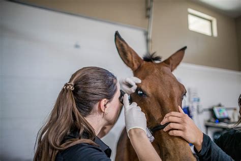 Black Diamond Equine Veterinary Clinic