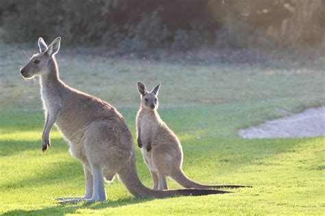 Fascinating Facts about Kangaroos – Decoding Biosphere