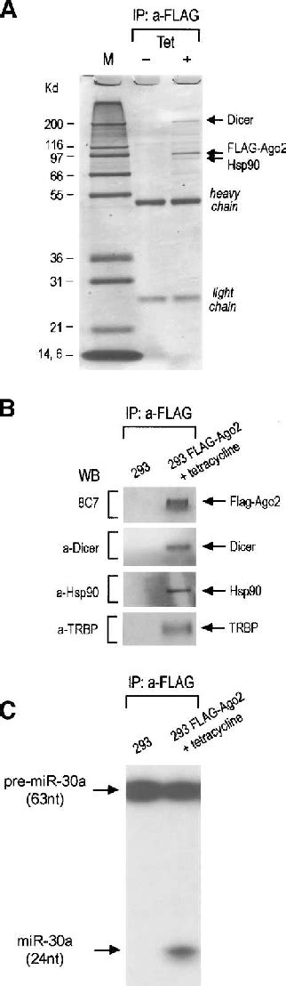 Risc Complex 的图像结果