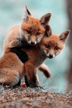 Image result for Animals Using a Computer