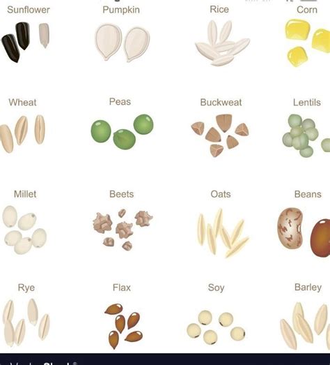 Collect different types of seeds and put them in small bags. Label them ...