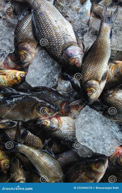 Pile of Freshly Catched Rohu Fish Labeo Rohita Fish with Ice in Indian ...
