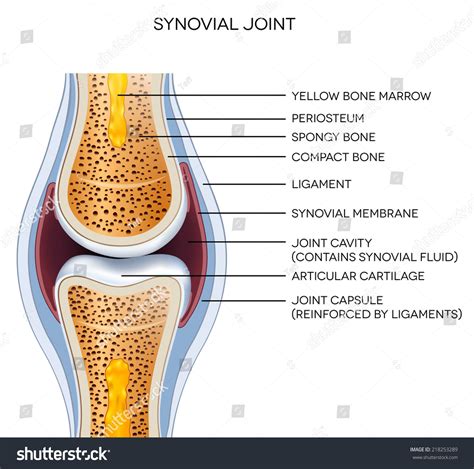 Labeled Joint Anatomy Normal Joint Illustration Stock Vector 218253289 ...
