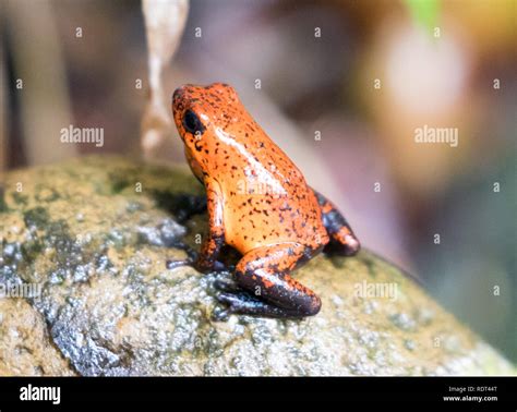 Strawberry Poison-dart Frog (Oophaga pumilio Stock Photo - Alamy