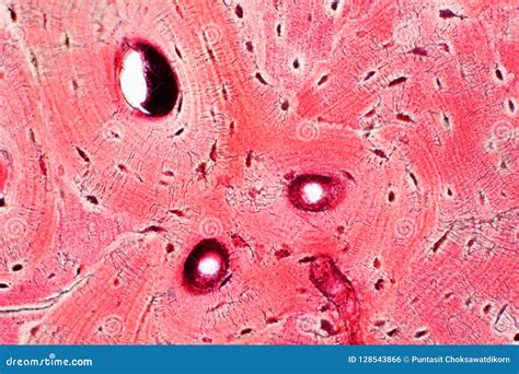 Histology of Human Compact Bone Tissue Under Microscope View for Stock ...