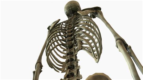Image result for Model of Skeleton