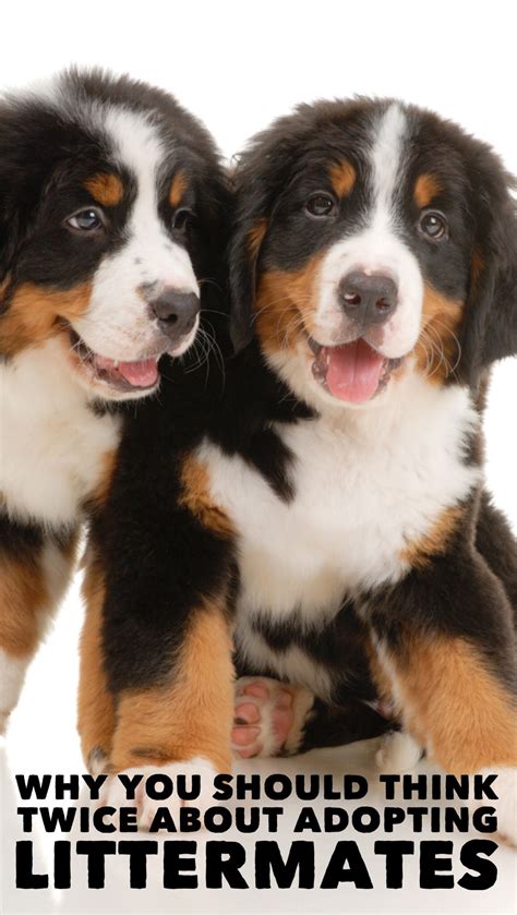 Son Confiables Los Cachorros Lancaster
