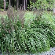 Image result for Pennisetum Alopecuroides Moudry