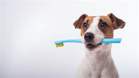 Bacterial Infections in Dogs | InsuranceRanked