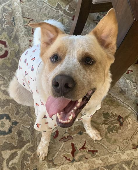 Red Heeler German Shepherd Mix