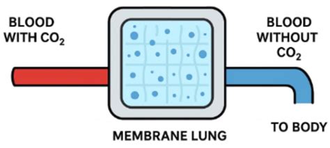 From Physiology to Pathology: Advances in Ventilation and ...