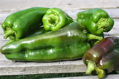 Bosavern Community Farm: Peppers.