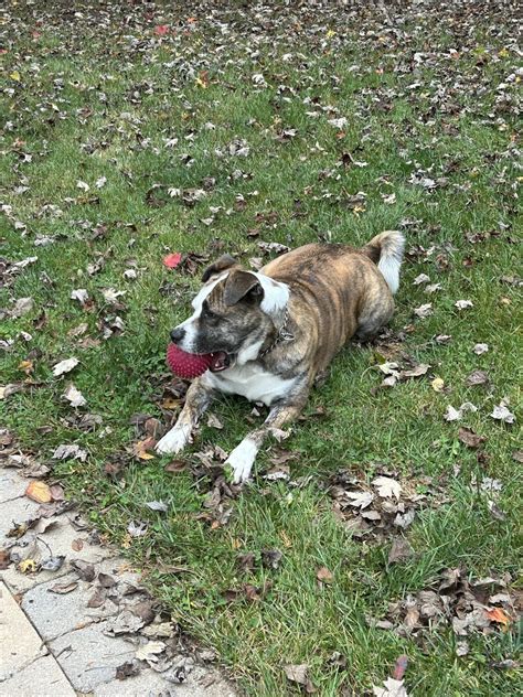 pitkita phoebe, not very excepted by the akita community but the ...