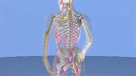 Image result for Anatomic Front Line
