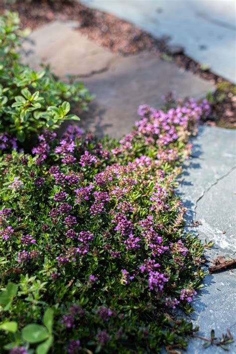 How to grow creeping thyme from seed – Artofit