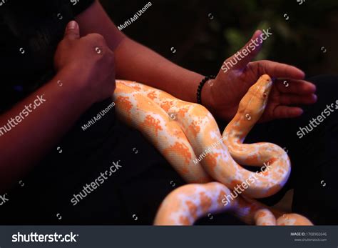 Image result for Non Venomous Snake Reticulated Python