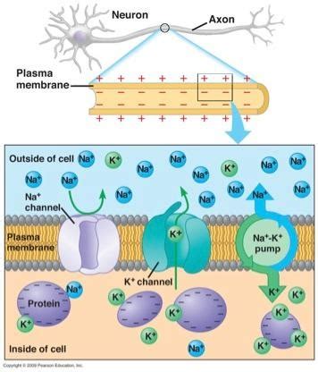 Image result for Neuron Resting Membrane Potential