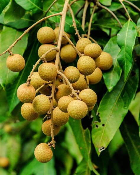 Longan Tree - Dimocarpus longan - Shrubz.us