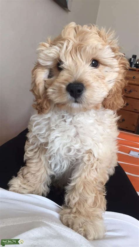 Image result for Toy Cockapoo Adult