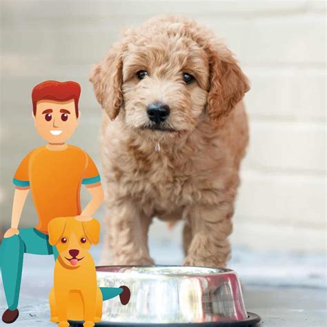 Best Goldendoodle Rescues - Oodle Life
