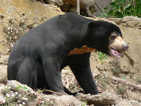 Sun bear – Bear Conservation