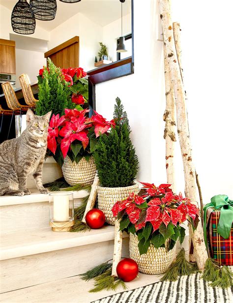 Are Poinsettias Dangerous To Dogs And Cats