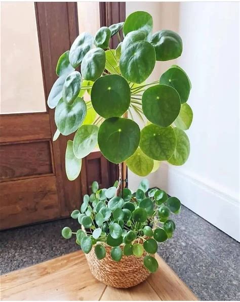 Pin by Stephanie Mararac on Green thumb | Plant decor, Cool plants, House plants decor
