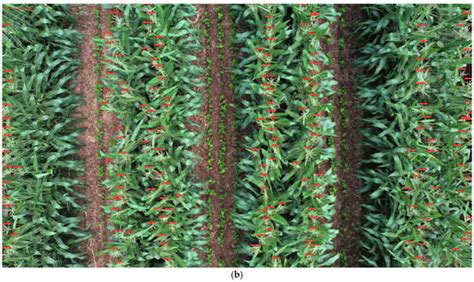 Tassel-YOLO: A New High-Precision and Real-Time Method for Maize Tassel ...