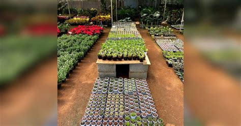 The Best Nurseries & Garden Centres In Town| LBB, Bangalore