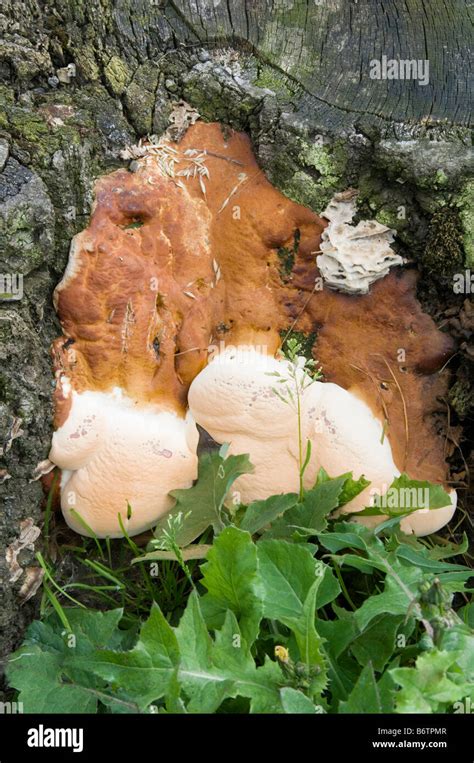 Image result for Tree Rot Fungus