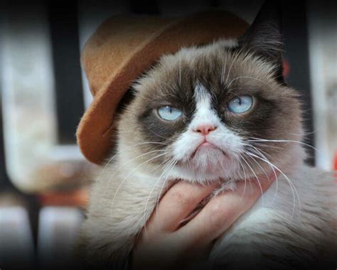 Image result for Grumpy Cat Origin