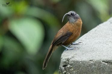 Slender-billed Scimitar Babbler | Scimitar Babblers | Babblers ...