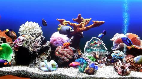 Bildergebnis für youtube screen savers background aquarium