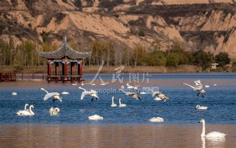 山西芮城：圣天湖成“天鹅湖”-人民图片网